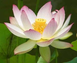 Marianne Gillis, CHt, Certified Hypnotherapist in Winnipeg