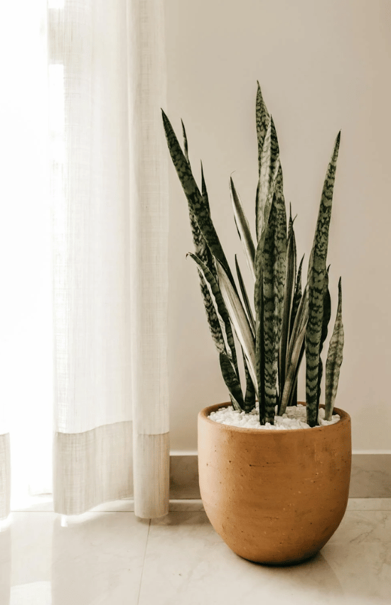 Jenn, Hypnotist in Los Angeles