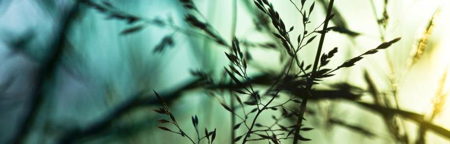 Maggie, LCSW, Licensed Hypnotherapist in Denver